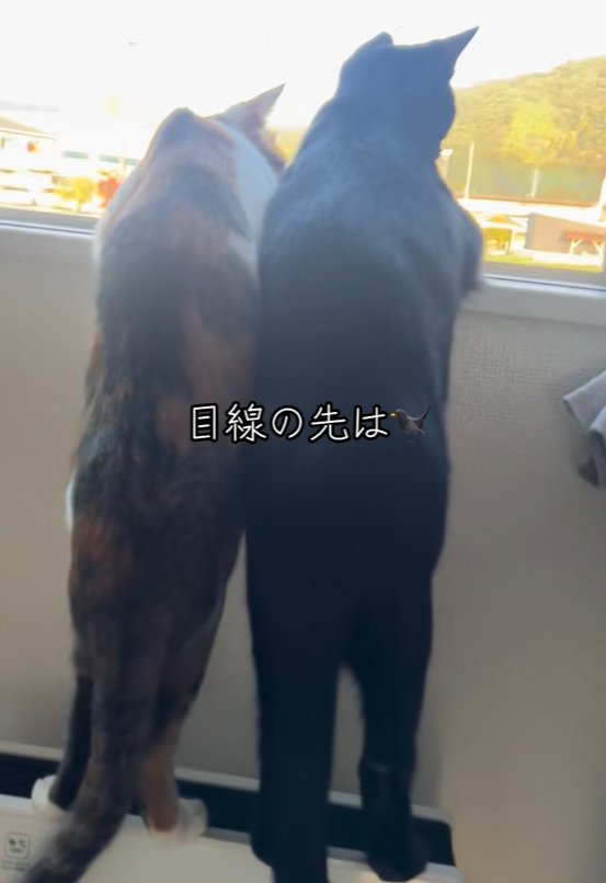 窓の外を見る二匹の猫の全身（右斜め後ろから）