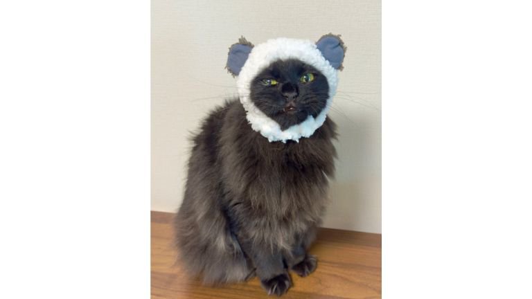 被り物をしている猫