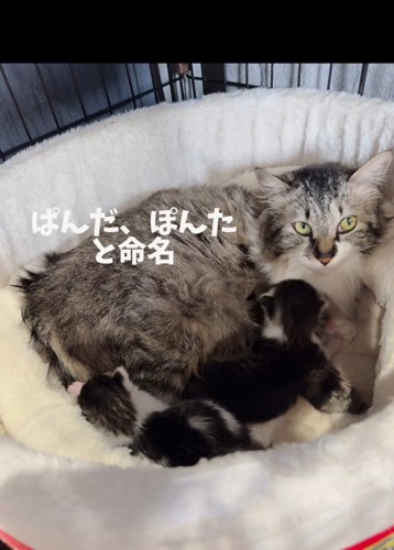 猫ベッドにいる母猫と子猫