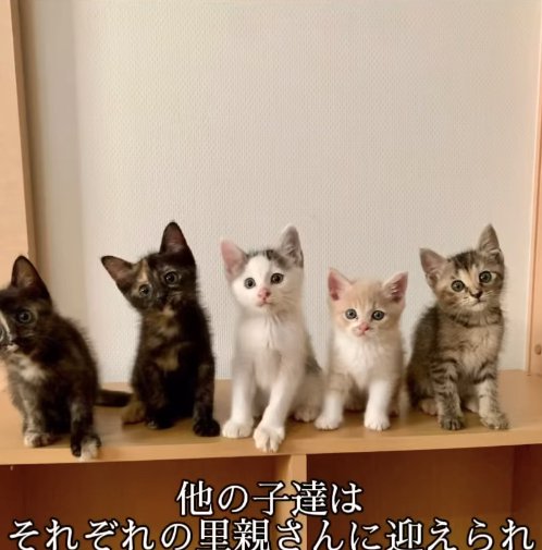 横並びでお座りをしている5匹の子猫