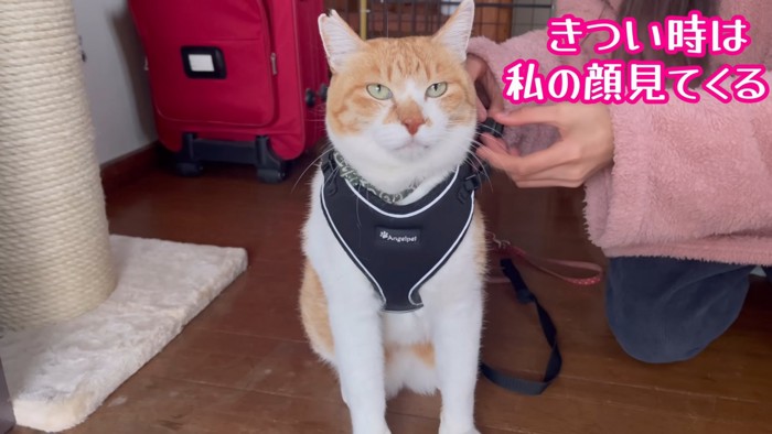 ハーネスをつけてもらう猫