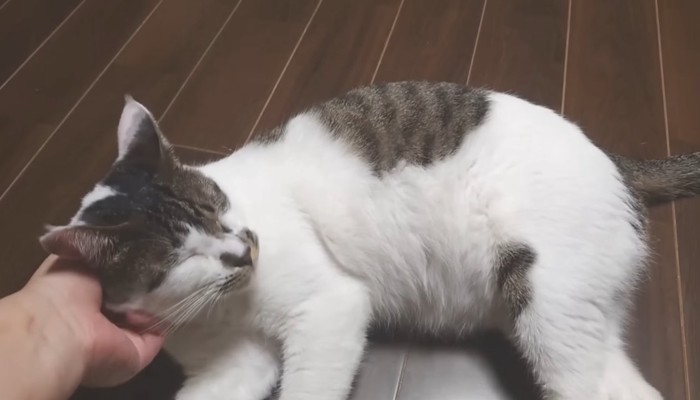 撫でられ中