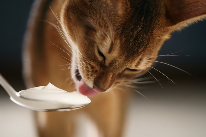 ヨーグルトを食べる猫