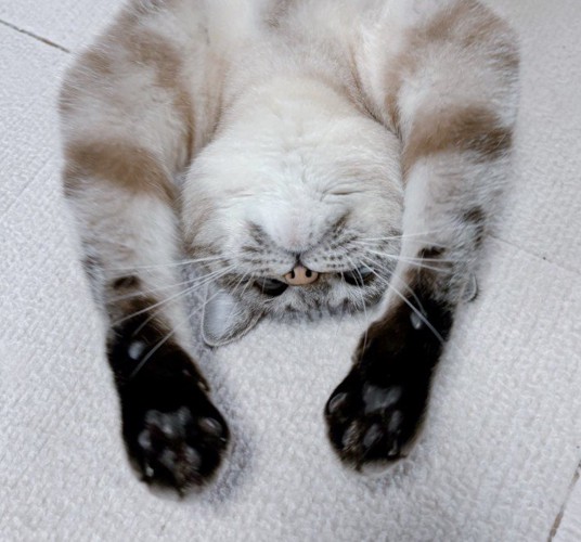 床に仰向けで伸びる猫(顔アップ)
