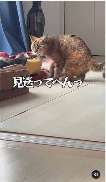 振り向いて鳴く猫