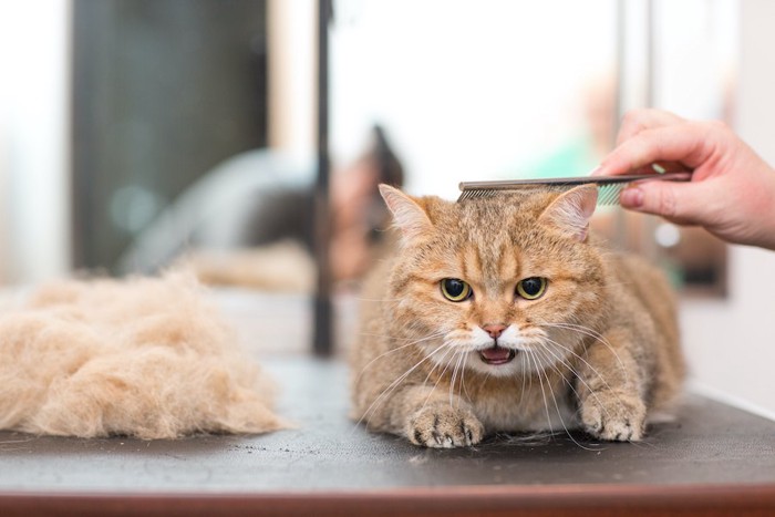 コームでケアされている猫と抜け毛