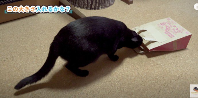 ふくろに入ろうとする猫