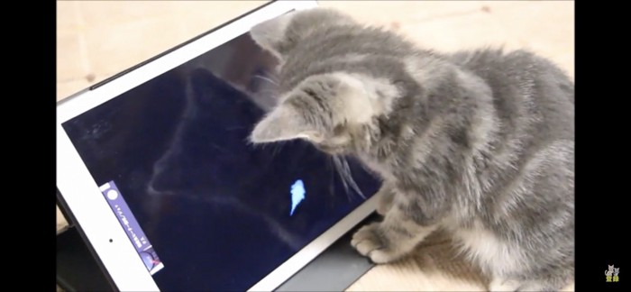 ipadを見つめる猫