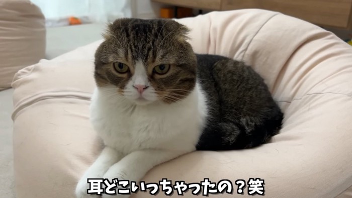 クッションの上に座る猫