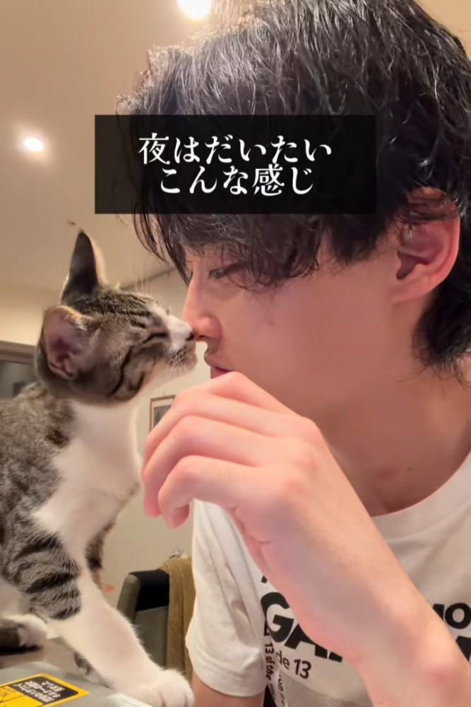 人の鼻に顔を近づける猫