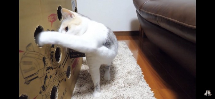 猫パンチする猫