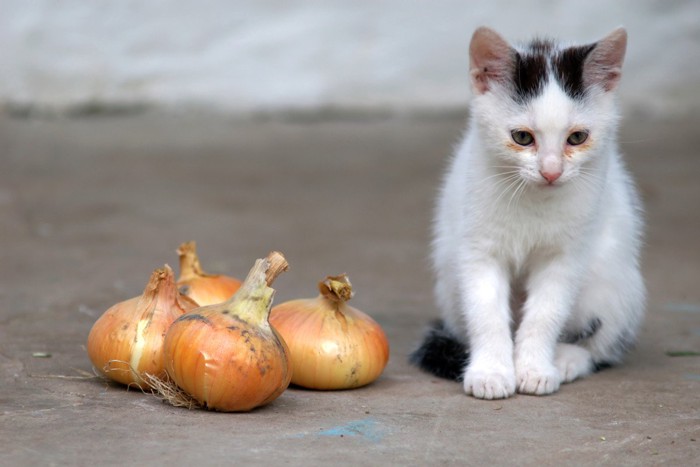 玉ねぎと子猫