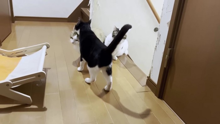 階段の上の猫たち