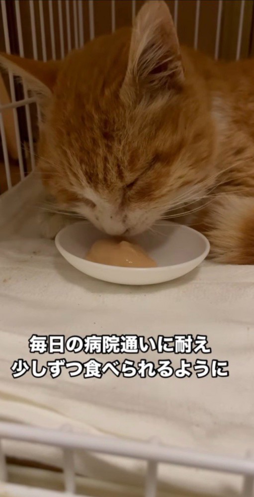 ご飯を食べるゲンちゃん