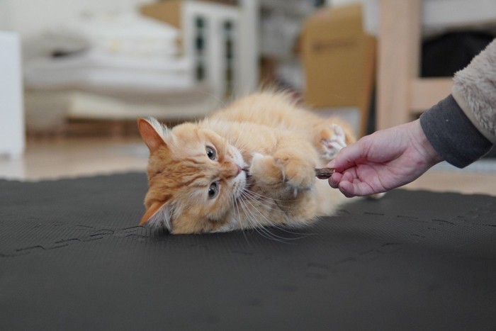 またたびに興味津々な猫