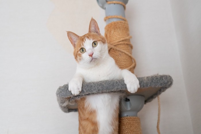 キャットタワーでポーズをとる猫
