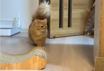 ドアの脇を歩く猫