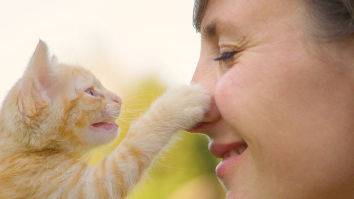 女性の鼻に触れる子猫