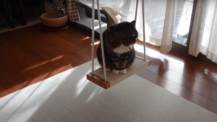 ブランコと猫