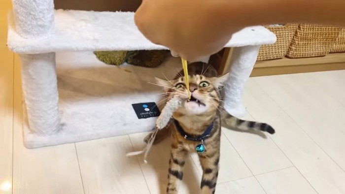 猫じゃらしをくわえる猫