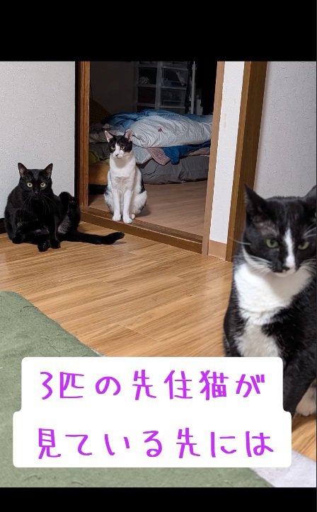見つめる猫たち