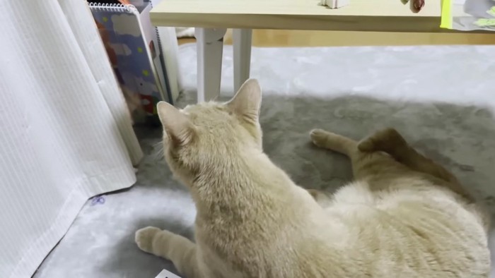 寝そべって棚を気にする猫