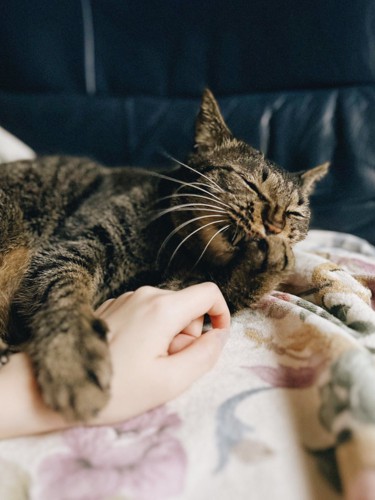 飼い主の腕にしがみついている猫