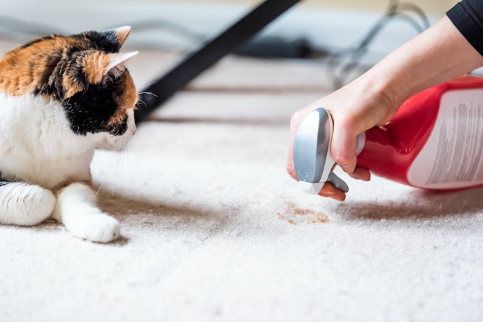 粗相を掃除する飼い主を見る猫