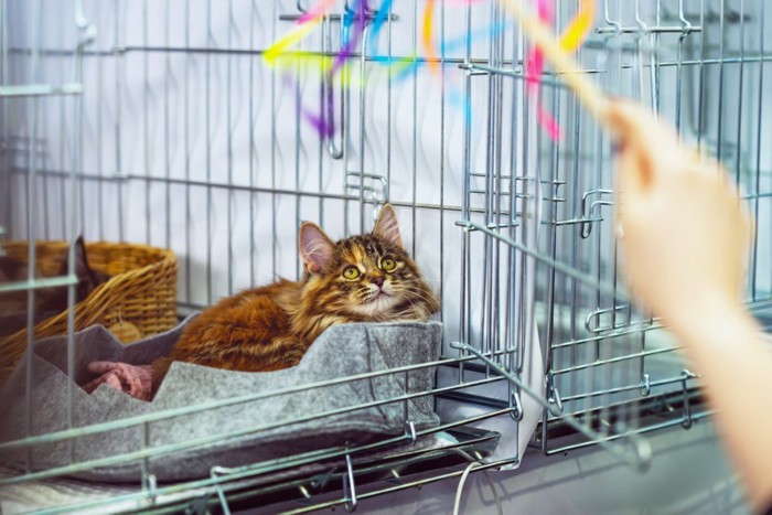 おもちゃで遊ぶケージの中の猫