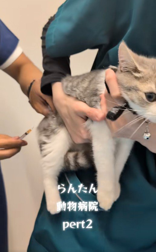 注射を受けている猫