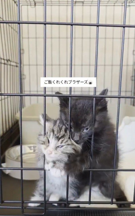 ケージの中の2匹の子猫たち