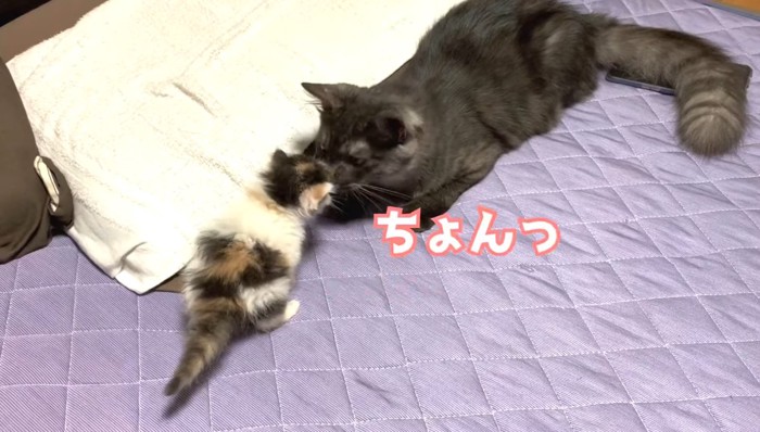 ちょんの文字と猫