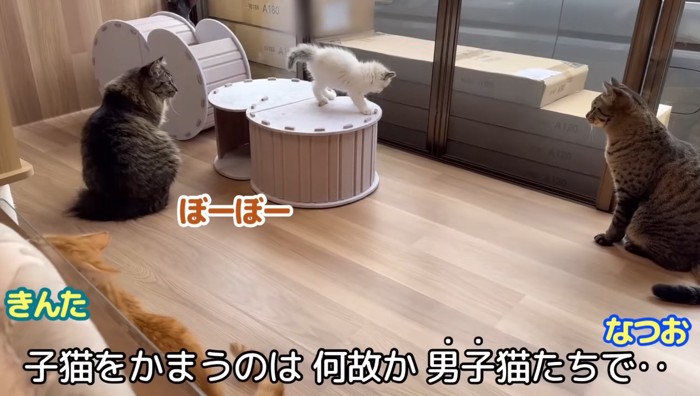 囲む男子猫たち