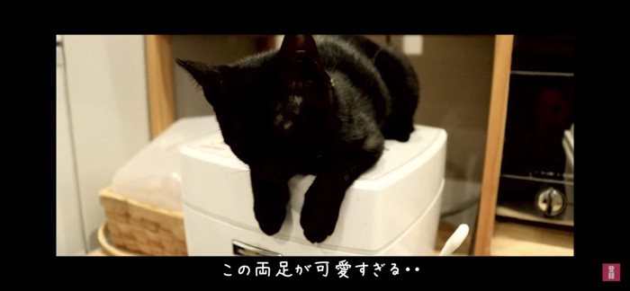 炊飯器の上にいる猫