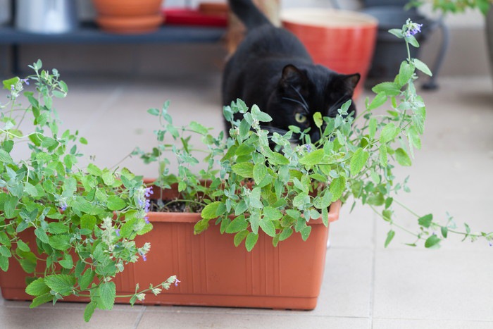 ミントの臭いをかぐ猫