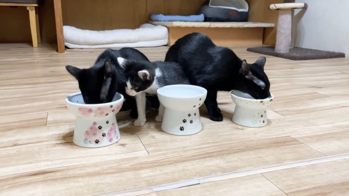 覗き込むロアちゃん