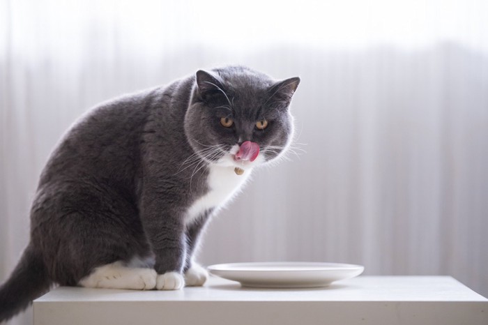 食器の前で舌を出す猫