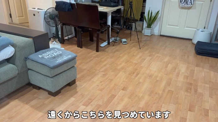 遠くから見ている猫