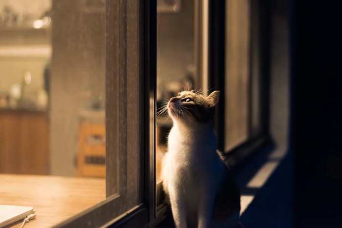 薄暗い部屋で寂しそうな猫