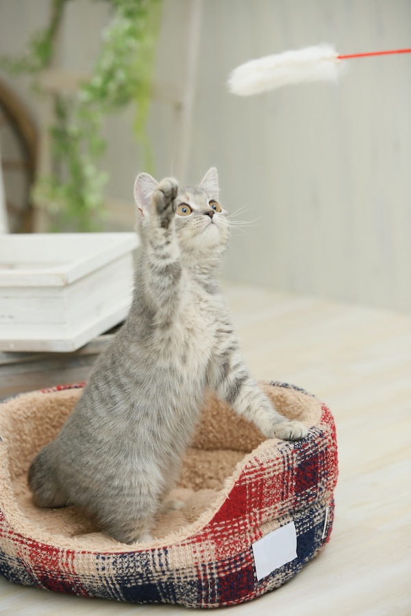 おもちゃで遊ぶ仔猫