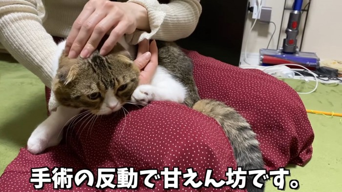 膝の上でなでられる猫