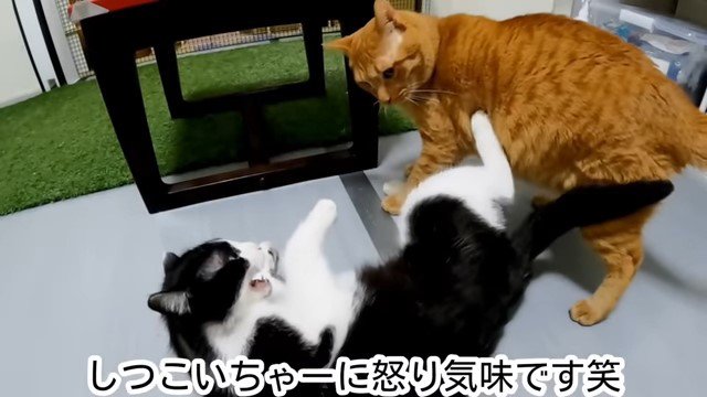 けんかする猫