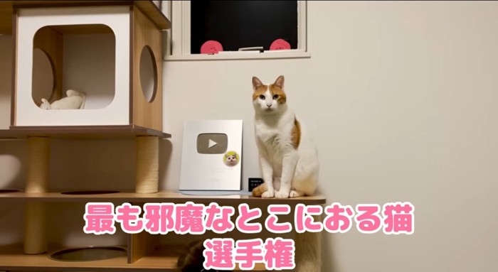 見つめる猫