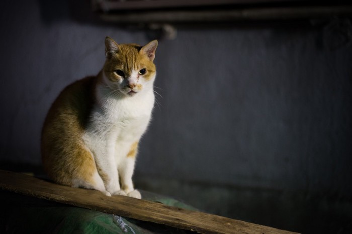 夜の街の猫