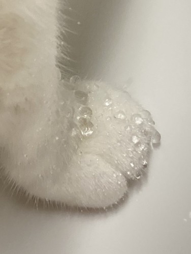 おかかちゃんの手