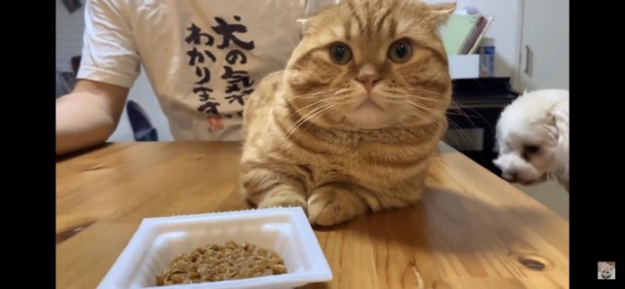 イカ耳の猫と納豆