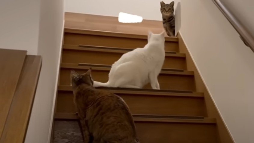 階段と3匹の猫
