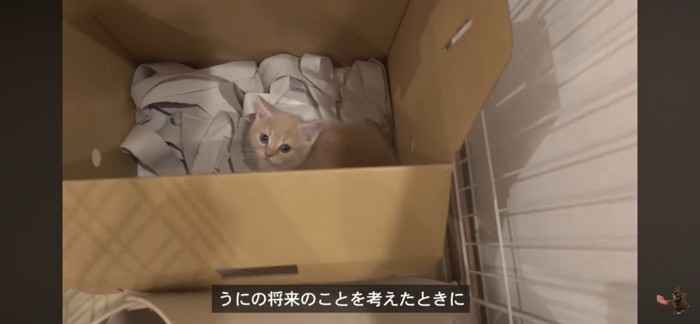 段ボールの中にいる猫