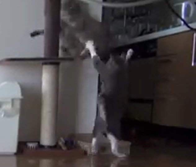 キャットタワーに上る猫と下で両前足を上げる猫