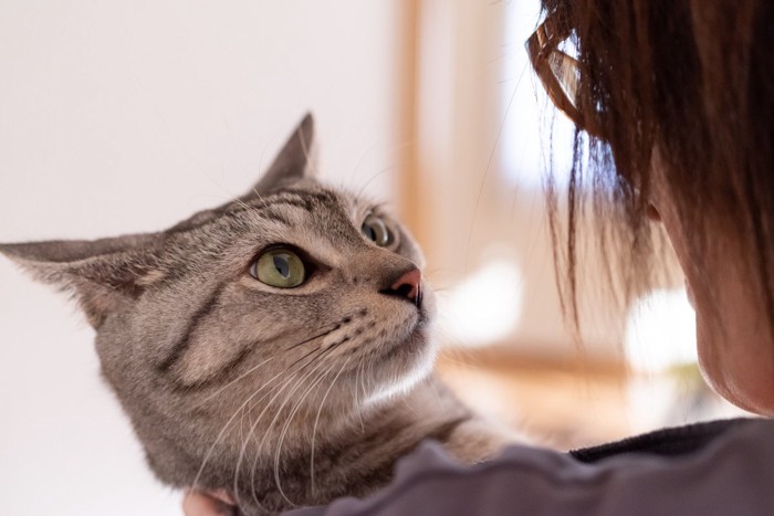 こちらを見つめる猫